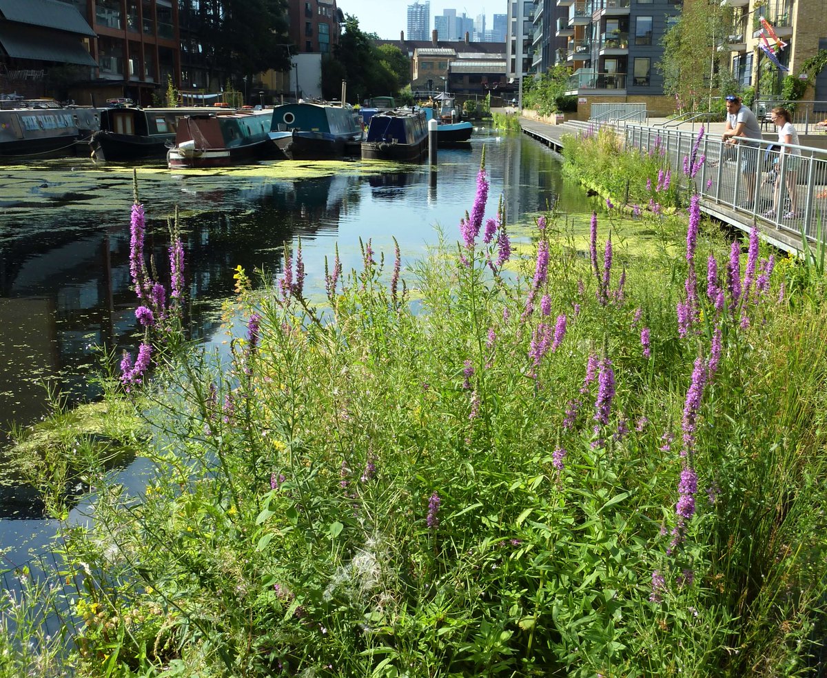 Amazing project by @livingcanal. To create an attractive waterway which brims with wildlife all year long at the southern end of De Beauvoir Town. Read and support bit.ly/2oHL4tg #livingcanal #regentscanal #wildlife #floatingislands #gideoncorby #kingslandbasin