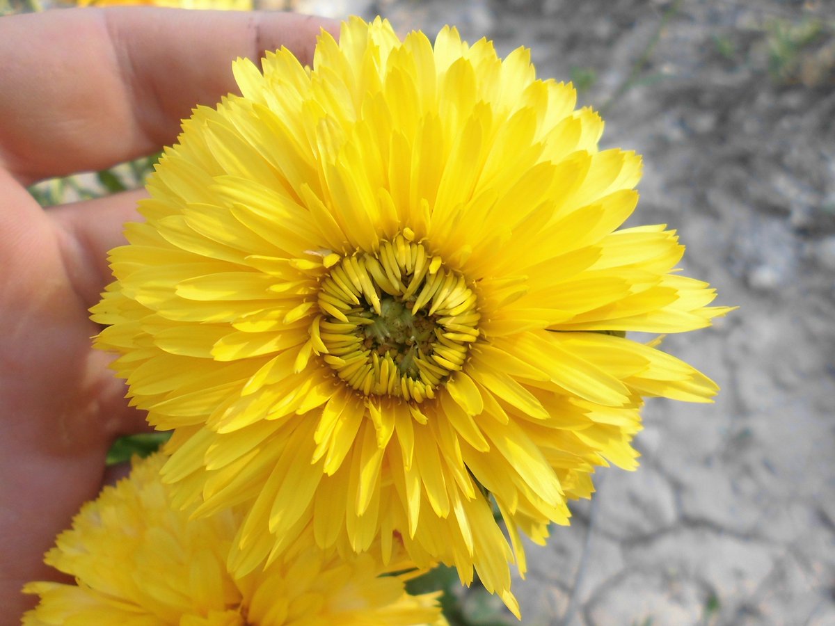 VisioneCurativa's tweet photo. Fino a fine estate possiamo offrire anche la Calendula officinalis, oltre alla varietà selvatica (arvensis). Può essere impiegata sia a scopo ornamentale che medicinale. I fiori sono noti per la loro potente azione antinfiammatoria. #salute #fitoterapia https://t.co/Cm7L34JjiR https://t.co/aPFDJsBoDT