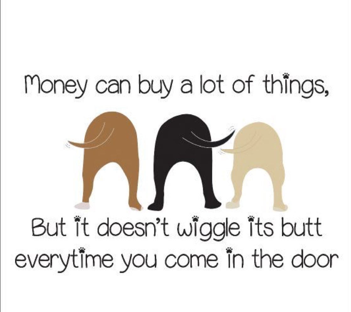 TheDogSalon's tweet photo. https://t.co/fF9hNi6MxG