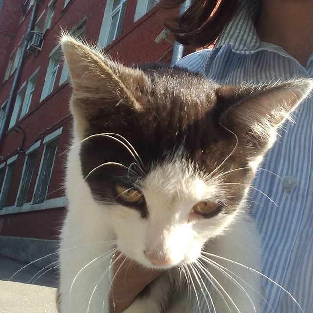 seri0us_cat's tweet photo. Маленькая аристократка, проживающая в палатах Волковых-Юсуповых https://t.co/gIKld5RoJH https://t.co/EXCBmvYtDC