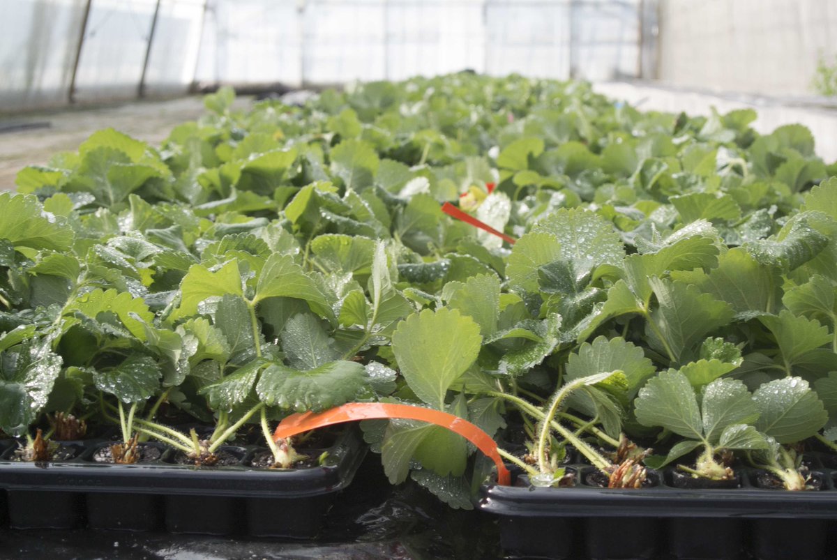 Here's some of our High Health strawberry misted tips! Guaranteed true to type and virus free! We propagate and grow our own mother stock so we are 100% satisfied we can supply certified top quality high health strawberry planting stock which is regulated strictly by the NSA