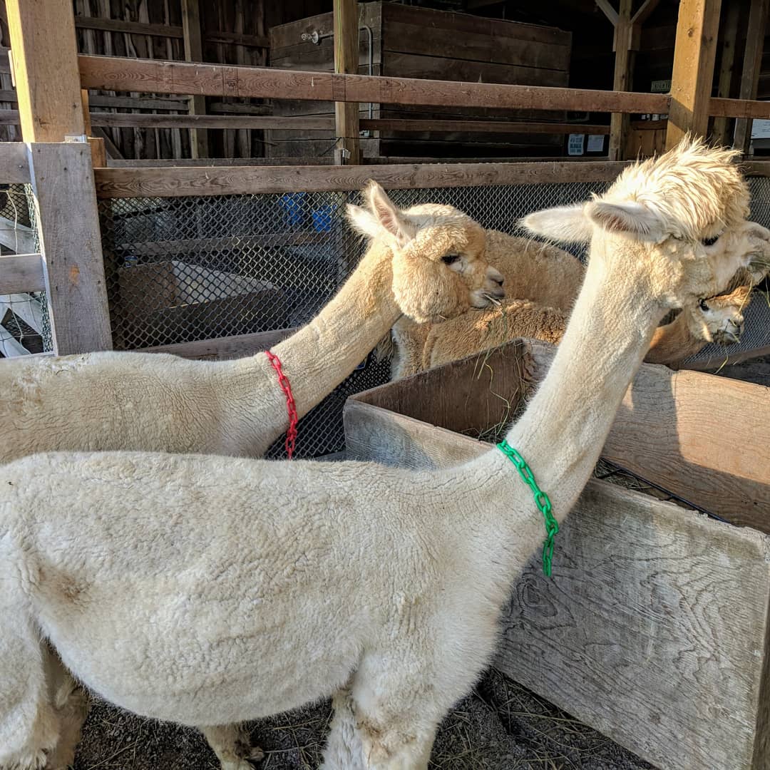 Oak Hills Alpacas On Twitter Mother And Son Ezme Major Are