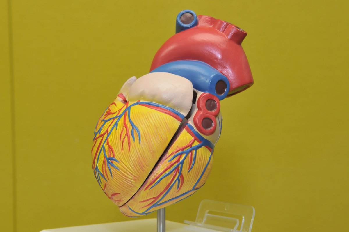 Kvinnor med förmaksarytmi får i snitt vänta sex år längre än män innan de får remiss för behandling. Ofta misstolkas symtomen för att vara panikångest, stress eller depression. En misstolkning som oftare drabbar kvinnor. #karolinska #08pol #vardpol #svmed bit.ly/2oRN4iN