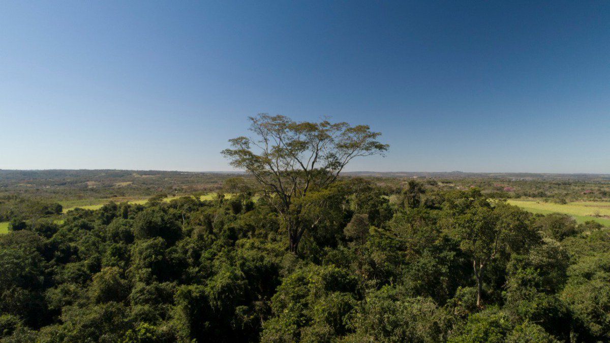 ¡Que el mundo se entere! Existen los Oscars, Grammy, Miss Universo, etc, y en #Paraguay tenemos a los "Colosos de la Tierra", el concurso que premia a los árboles más grandes para generar conciencia ambiental.
Estos son los colosos de la edición 2018.
#ÉlYaEstaba