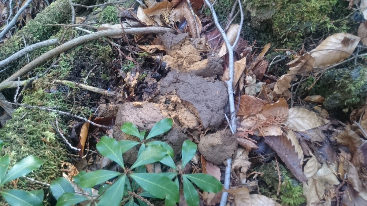 Kg 小 平 中村 何年か前に星野さん Satian39 が熊のウンコを踏んでいましたよ と それがこれ 閲覧注意 富士の樹海は想像以上に美しく 発見した死体は想像以上に Gps持参で青木ヶ原樹海を探索した話 T Co Bkkzfygyks T Co