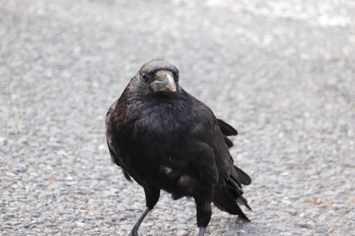 ネオンneペタカラスキー 左がオリジナルのジャックさんの写真 そうだ アップにして Ipadの壁紙にしようッと カラスの日 おめでとう ございます また来年 お会いしましょう カラスの日 カラス からす