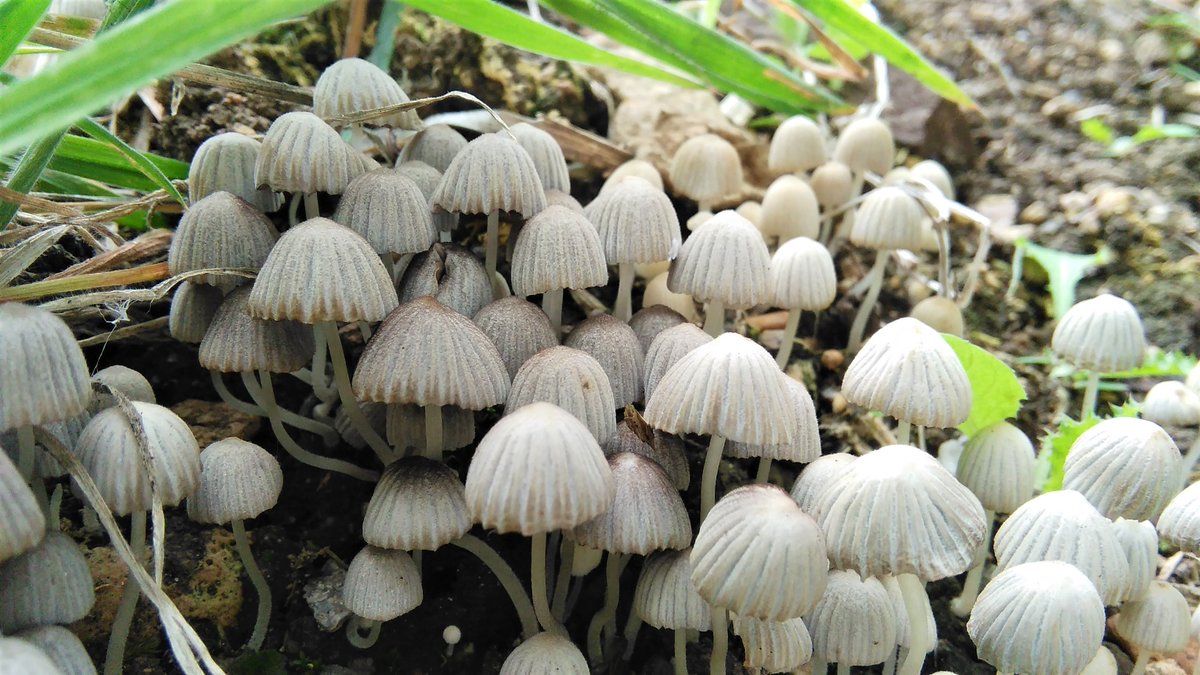 It's a different world down there. I'm going to guess #FairyInkcap #mushroom #fungi @WWTSlimbridge #Slimbridge @BritishFungi @Glos_Records @gloswildlife