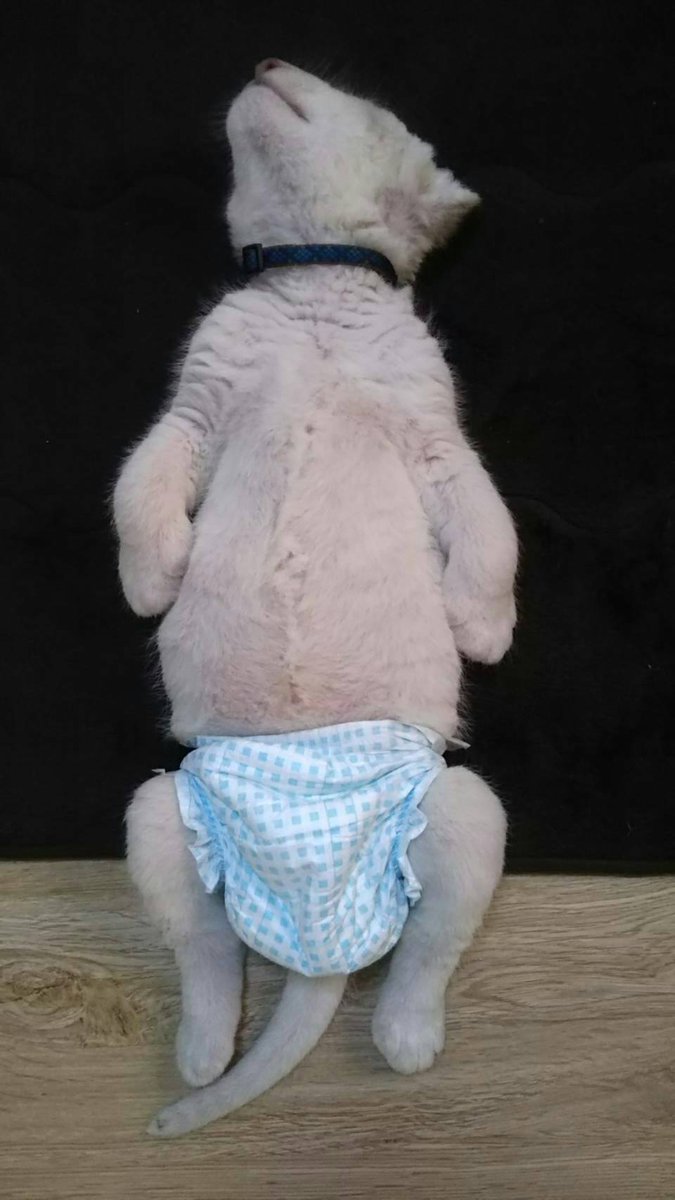 かわいいっ ホワイトライオンの赤ちゃんの寝姿 話題の画像プラス