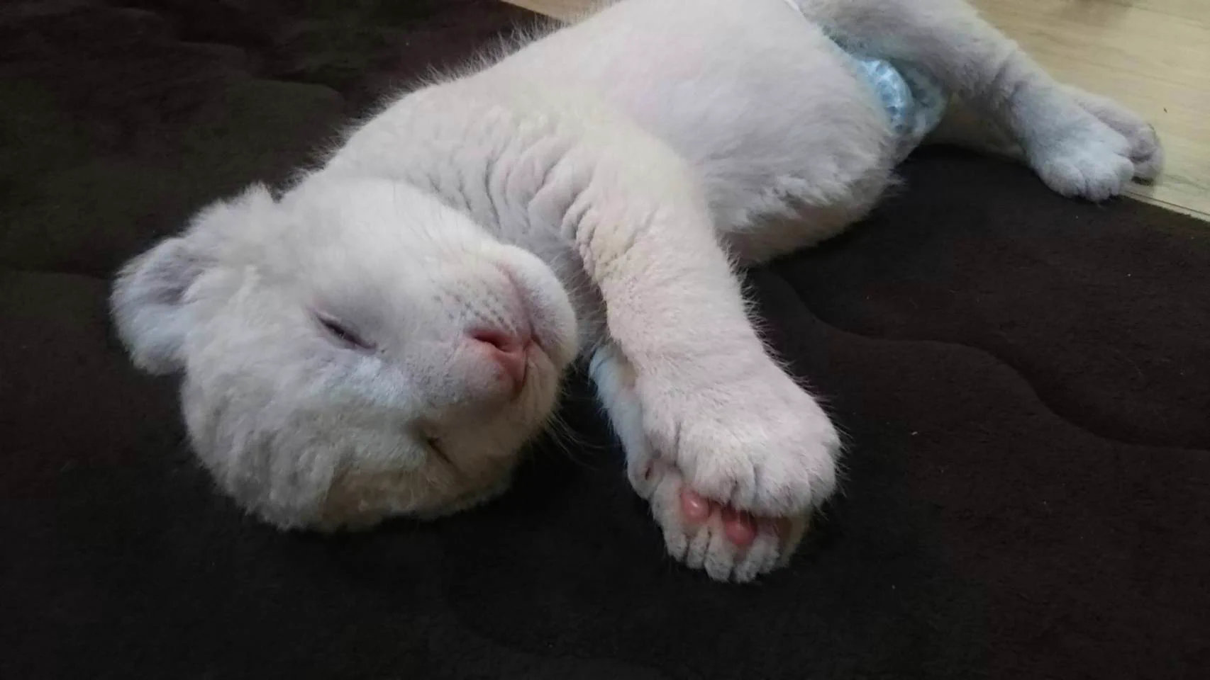 かわいいっｗｗ　ホワイトライオンの赤ちゃんの寝姿