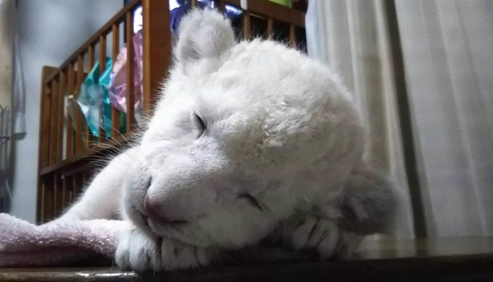 かわいいっｗｗ　ホワイトライオンの赤ちゃんの寝姿