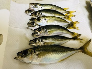 サビキ釣りのコツ アジとイワシの裏技仕掛け サビキ釣りで爆釣する秘訣とは Fishing Fishing