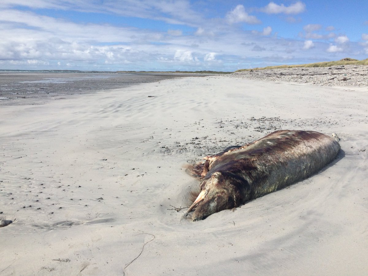 Sarah Dolman 💙 tweet media