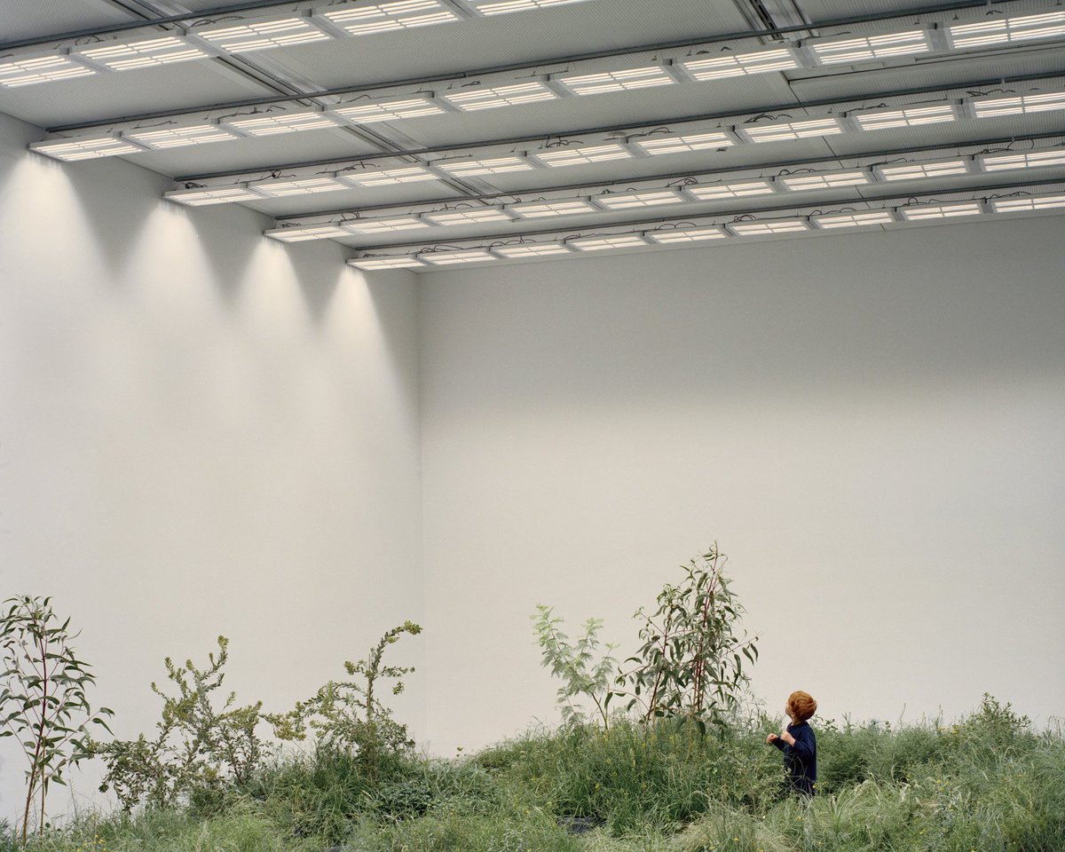 curiouszed's tweet photo. Indoor #installation of 10,000 plants considers relationship between endangered Australian Grasslands and architecture https://t.co/tCynCBUF6S https://t.co/I8GIPgEAvw