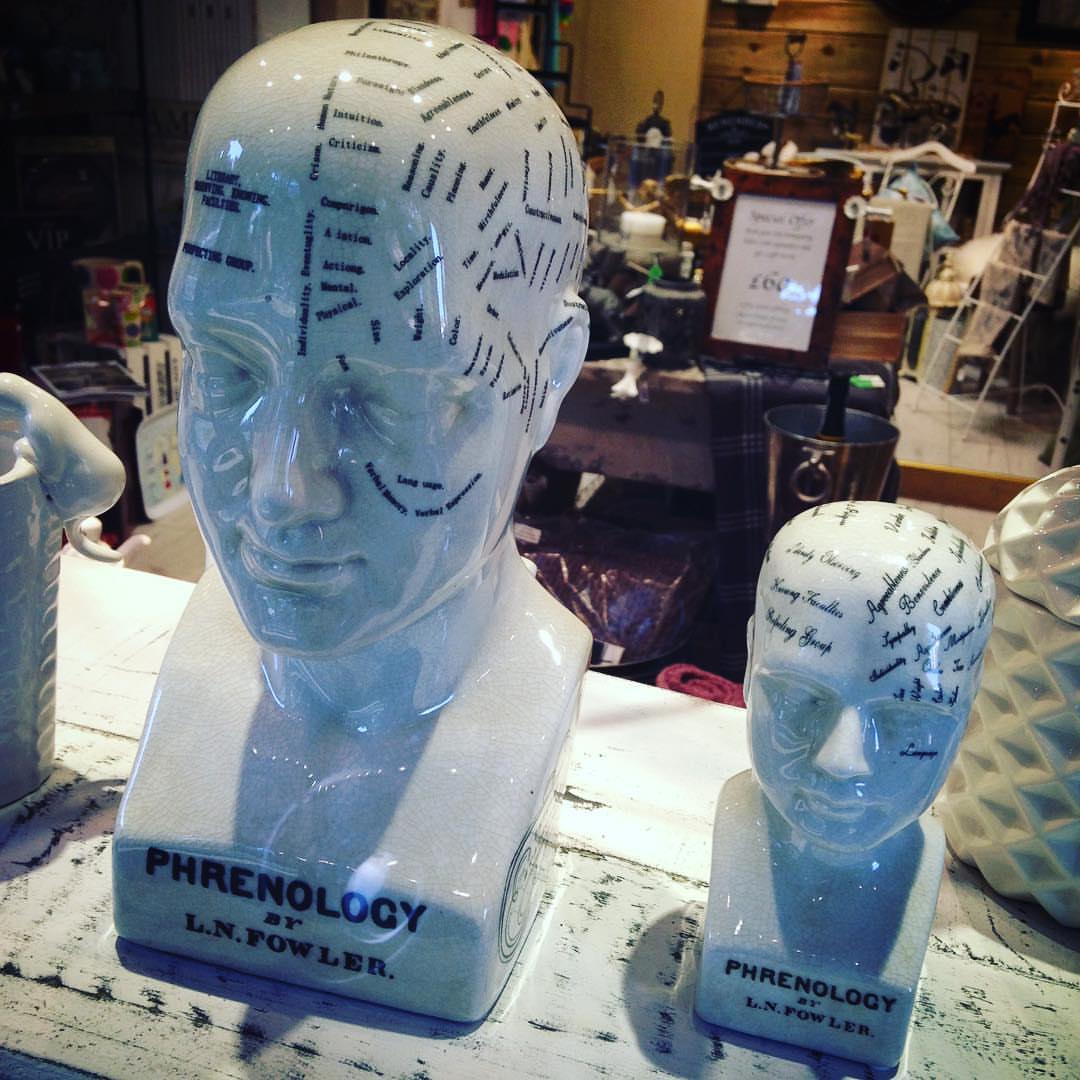 LivingChester's tweet photo. For all those fans of weird curios, fresh off the boat from Sweden, we have these really cool phrenology demonstration heads, available in two different sizes! #lovelocal #indiech1 #chester #absolutechester #chestertweets #curios https://t.co/Ye70A2GeJc