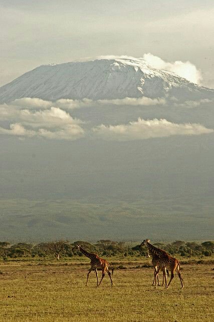 Thanks Tanzania 🇹🇿 for giving us a wonderful view of your #MtKilimanjaro....only at #AmboseliNationalPark. Najua inawauma. 😂😂😂 Welcome to #MagicalKenya 🇰🇪 🇰🇪 🇰🇪