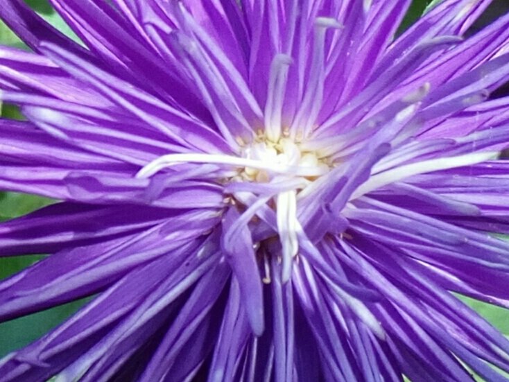 vaclavkovalcik's tweet image. #Callistephus chinensis: Václav Kovalčík, Zlín