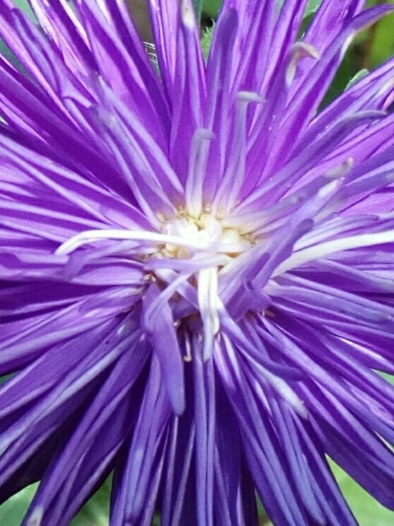 vaclavkovalcik's tweet image. #Callistephus chinensis: Václav Kovalčík, Zlín