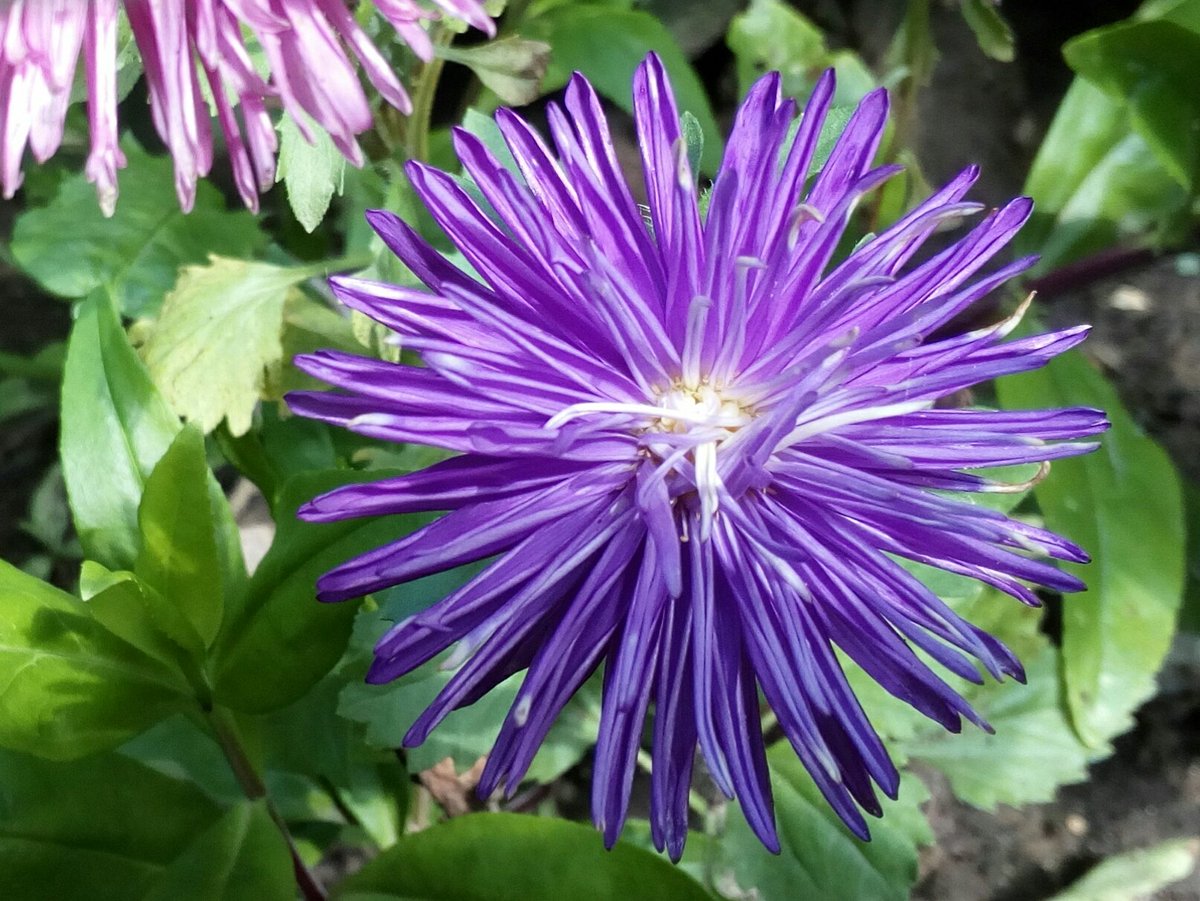 vaclavkovalcik's tweet image. #Callistephus chinensis: Václav Kovalčík, Zlín