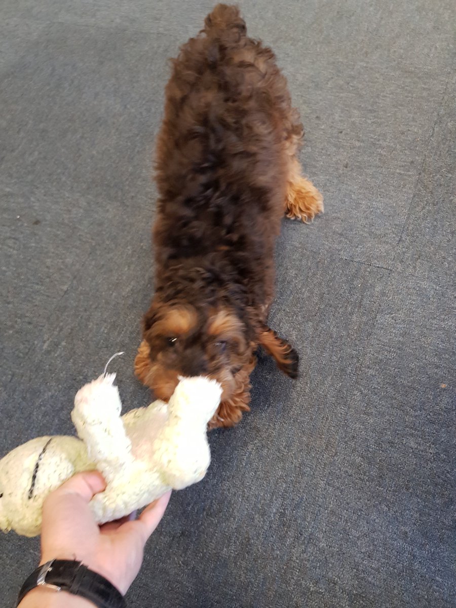 tactilesystems's tweet photo. We would like to introduce our latest recruit, Wes the Director of Happiness! https://t.co/W6GDQnjqPG