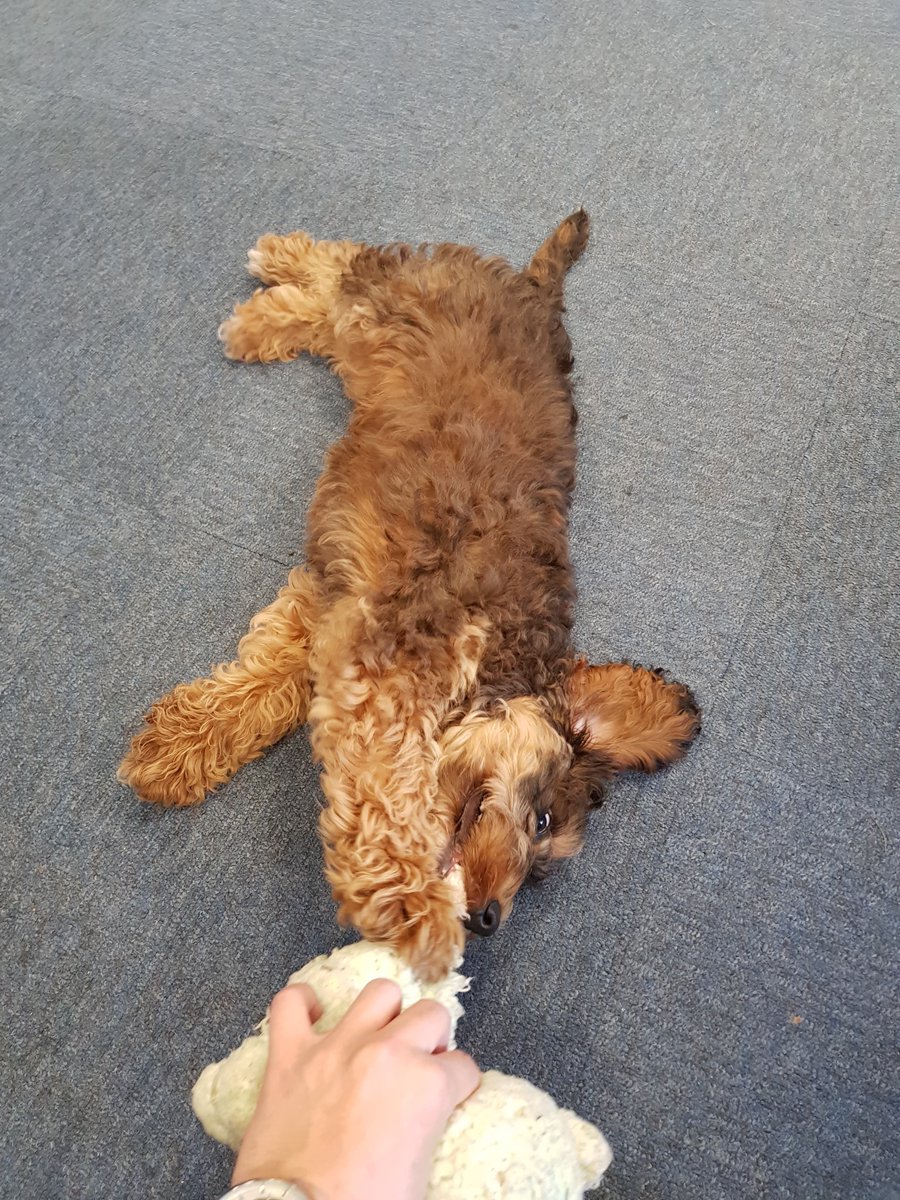 tactilesystems's tweet photo. We would like to introduce our latest recruit, Wes the Director of Happiness! https://t.co/W6GDQnjqPG