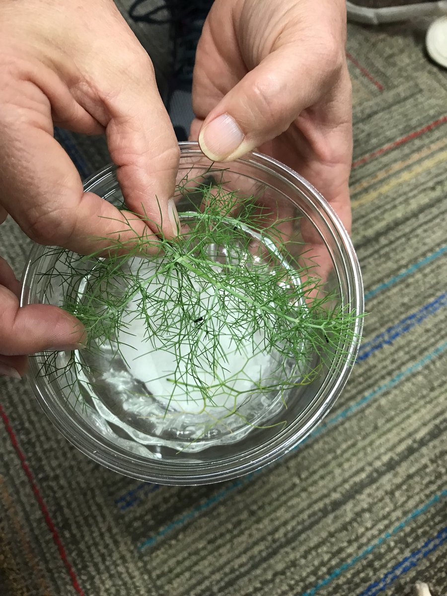 Kirsten Riggert tweet media