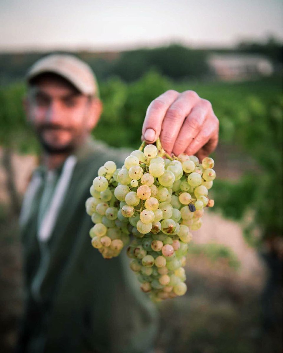 Les Journées Portes Ouvertes de #Peyrassol, ca commence demain ! 
On vous attend nombreux !
#vendangespeyrassol