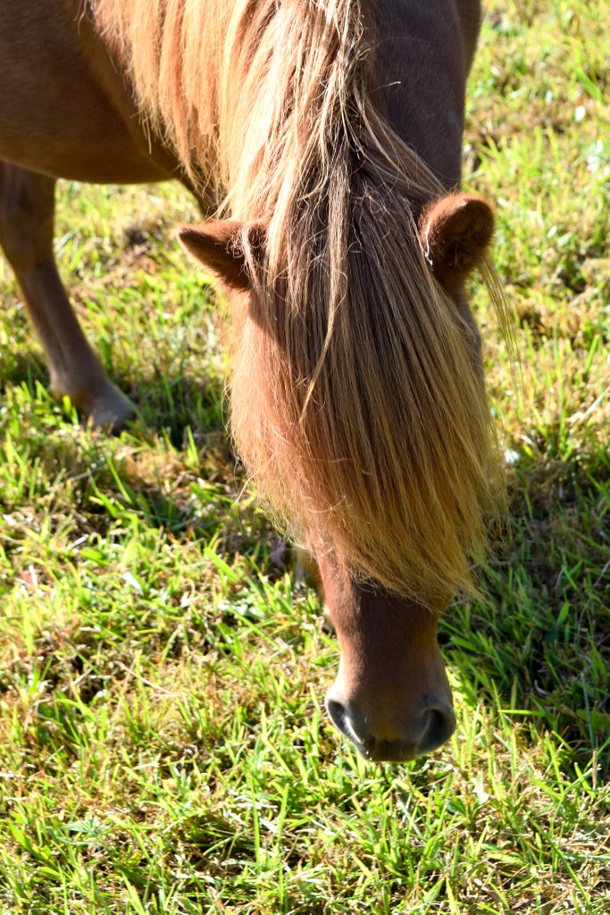 Look at that gorgeous forelock! I'm relieved that Scotty's forelock has grown out of that lovely bowl-cut he was given a few months ago... Haha! 😂

#horseowner #horseofinstagram #horsemanship #equestrian #pony #horselife #ridinglesson #youtube #liberty #miniaturehorse