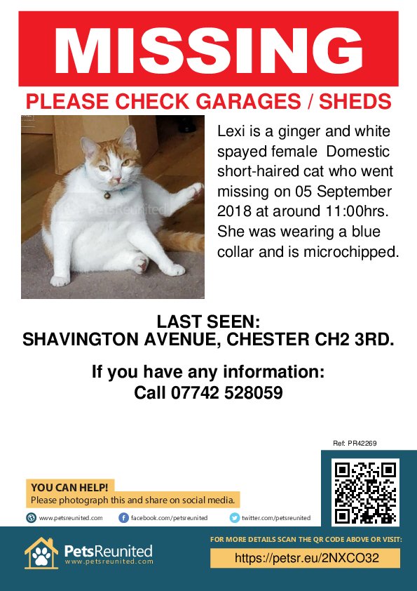 teresafrommx's tweet photo. Please RT, missing kitty from Hoole Chester #missingcats @petsreunited I don't know who to tag. Pls help, 24 hours so far, she will be cold and hungry... @thestandardzim @ChesterChron @lostpetsUK https://t.co/hASeVpp6CV
