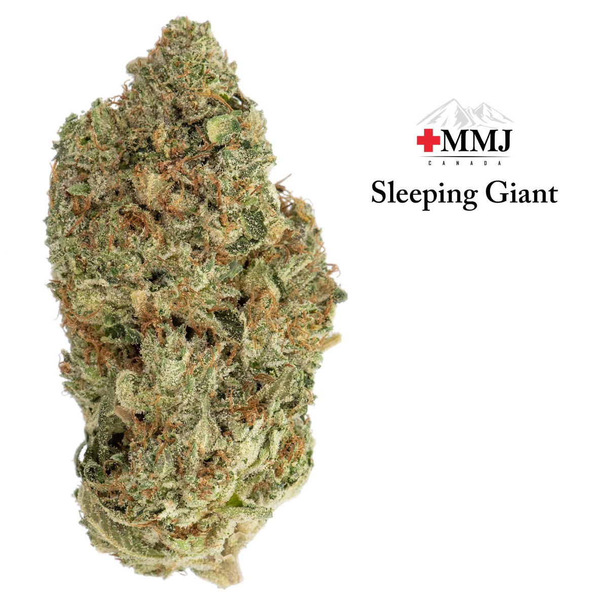 Imagine the type of indica strain a giant would use to relax and you can probably guess what Sleeping Giant will be like. Sleeping Giant is recommended for those looking for relief at the end of the day for bodily pain and to stimulate the appetite #MMJ #Cannabis #MMJCanada
