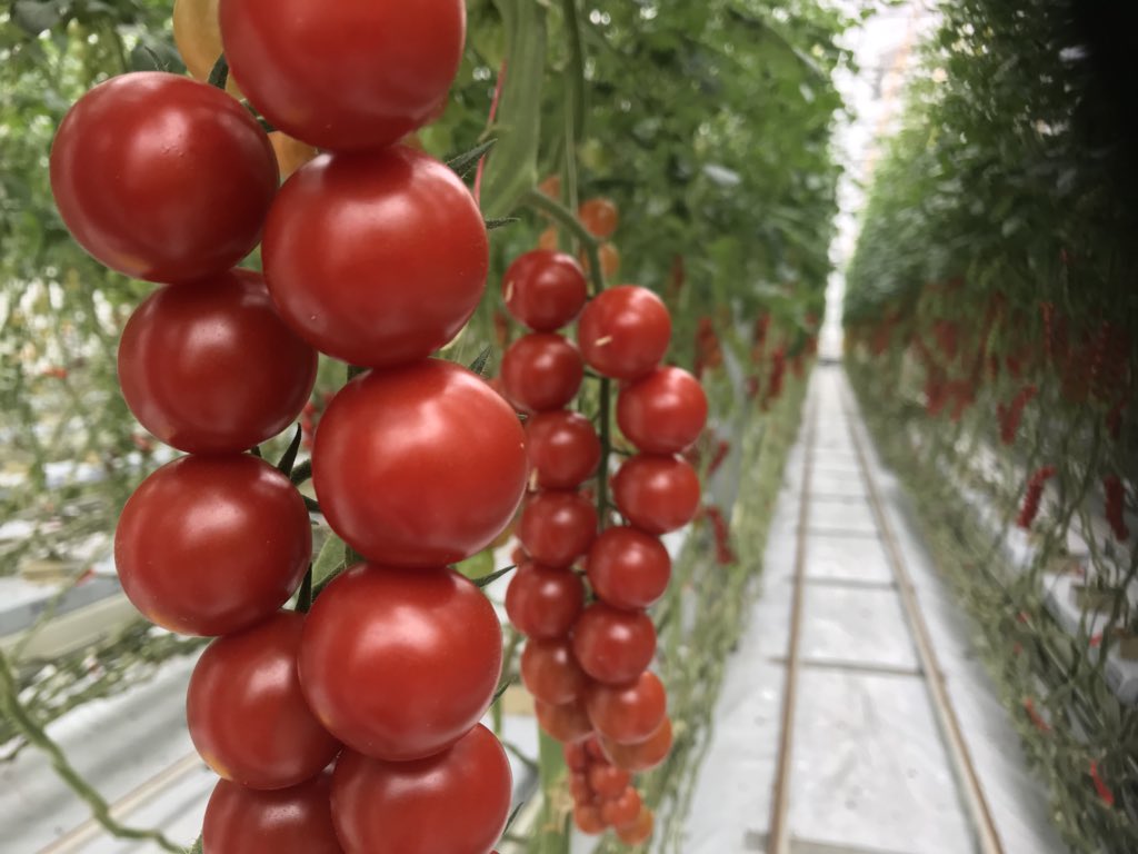 CombiVliet-Agro Care tweet media