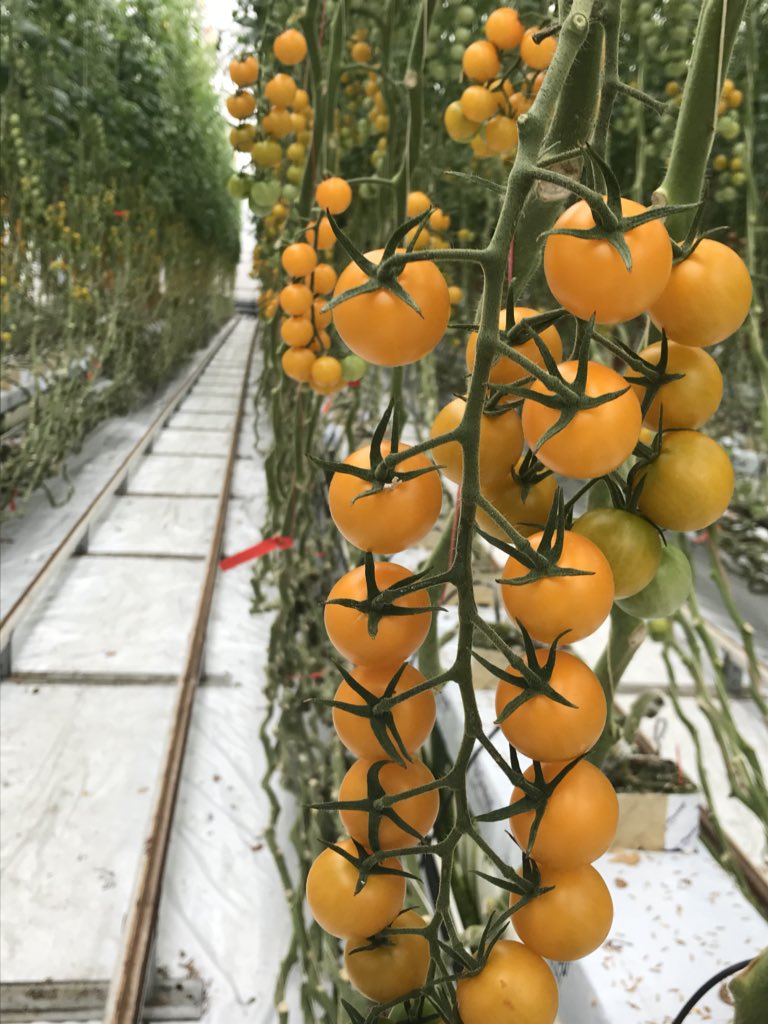 CombiVliet-Agro Care tweet media