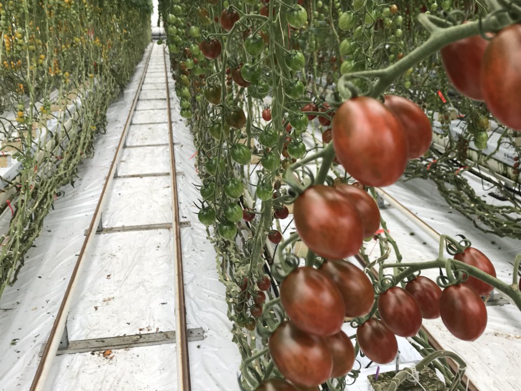 Open Dag bij <a href="/AxiaSeeds/">Axia Vegetable Seeds</a> vandaag. Alle vormen, kleuren en smaken. Mooi bedrijf! 👍🏼🍅