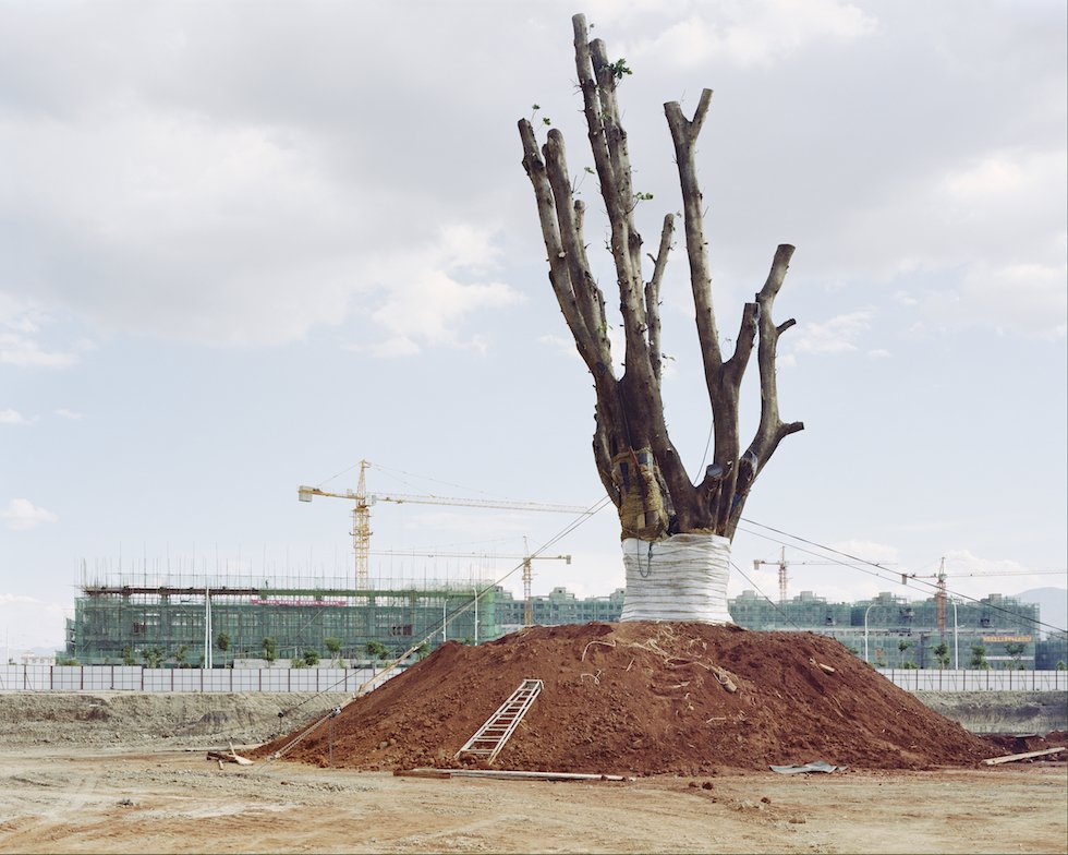 ilPostFoto's tweet photo. Le migrazioni degli alberi in Cina
https://t.co/Fpem0YTetc https://t.co/ysbsSGskuQ