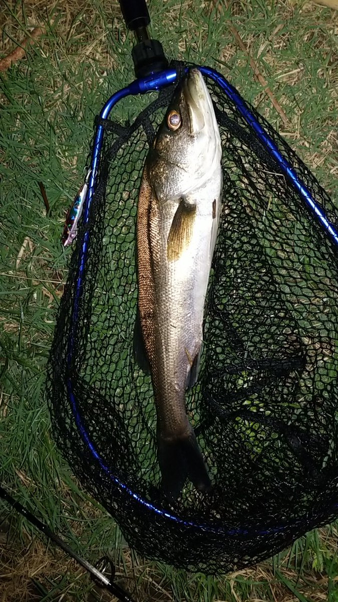 藤本淳 Satogaeru430 Twitter