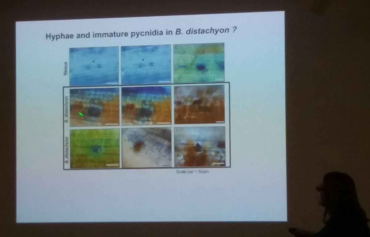 wheatpath's tweet photo. "Host [T. aestivum] and non-host [B distachyon] responses to isolates of #Zymoseptoria tritici", by @pecanpieoz @ucddublin #ZymoConf https://t.co/14CrNJ7SCi