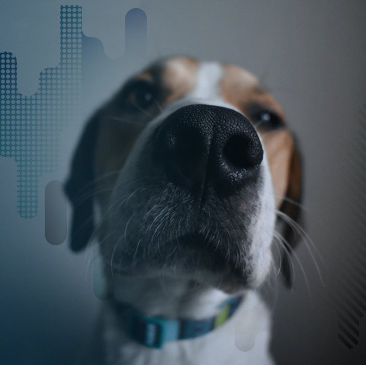 PuppTech's tweet photo. #Dog Fact: Dogs' sense of smell is 10,000 times stronger than humans'. #PuppTech #Puppcomm https://t.co/ZHVAnggF7Q