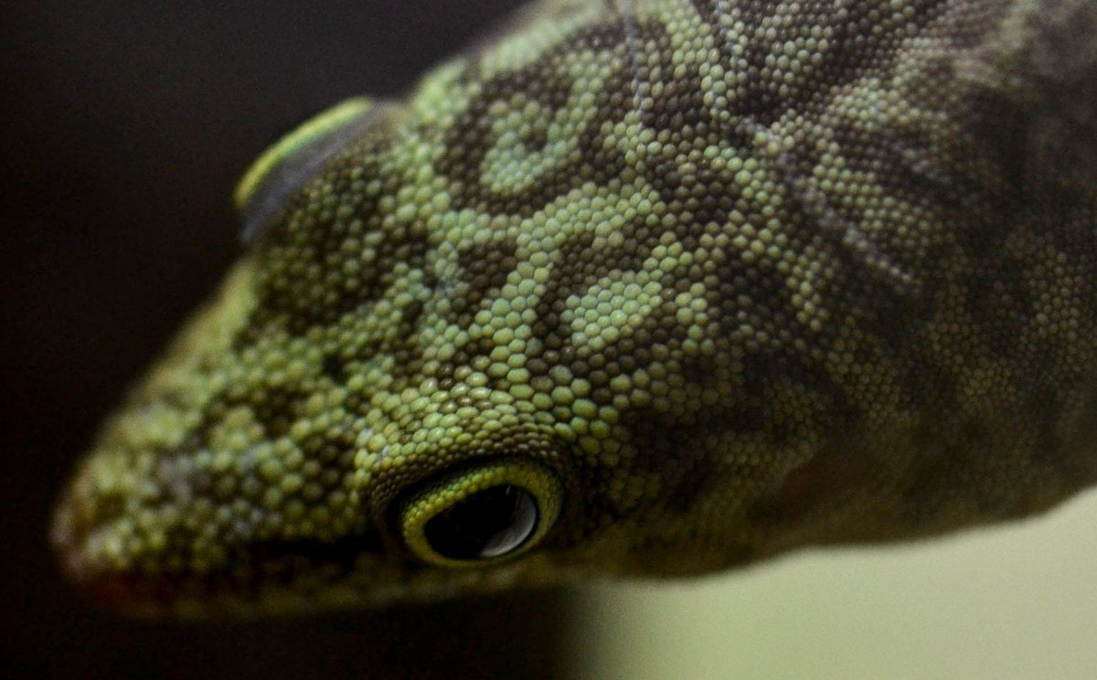 Phelsuma Madagascariensis