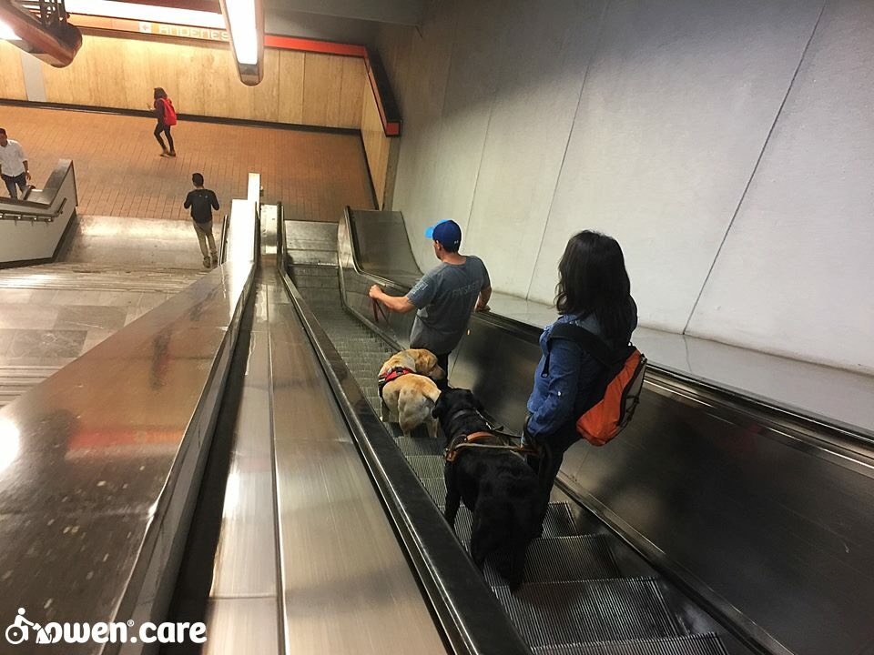 owen_care's tweet photo. Dos usuarios de #PerrosDeAsistencia #OwenCare rumbo a su trabajo, bajando escaleras eléctricas del @CDMXMetro.  #PerroMovilidadLimitada y #PerrosGuia https://t.co/GS5oEeSbLj