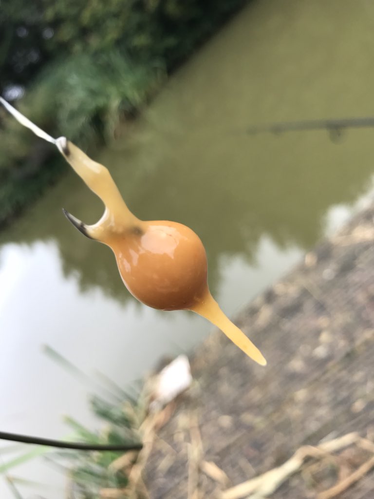 alien_carp's tweet photo. Naughty 😈
.
 #carphub #prolinecarpproducts #cyprinuscarpio #cyprinus #prologic #phatfish #stickybaitsofficial #syndicate #xcelbaits #blanked #doublerun https://t.co/5cF2Sovkqm