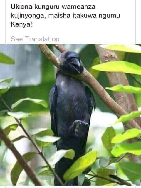 NasaRevolution's tweet image. So now that we are done with that, didnt he have a point? That we have so much monkey business we call governance?? 😕😕. It looks like our lives is in the hands of monkeys with loaded guns!! Our lives &amp;amp; the donkey &amp;amp; kunguru are the same!!