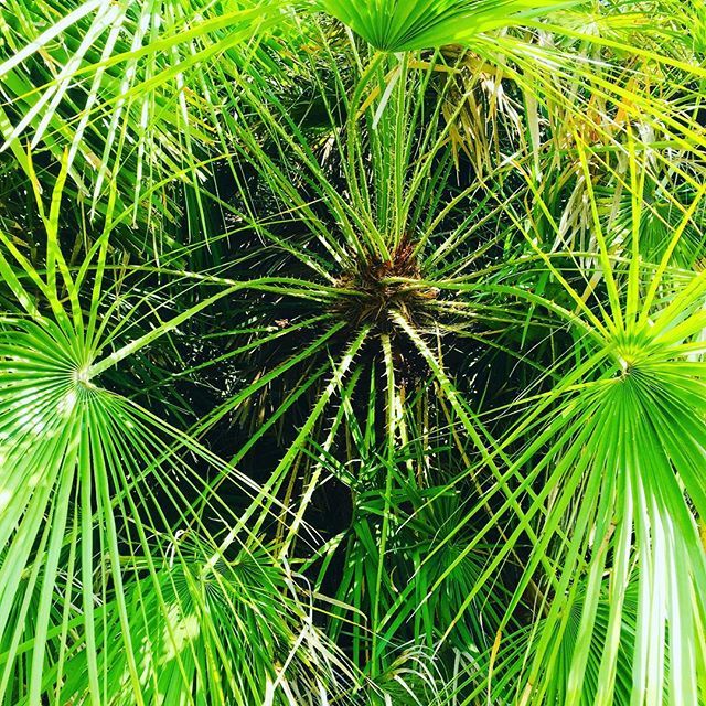 stephanleidel's tweet image. Like The Pattern of this Palm #greenpattern #artofnature #naturephotography #nature_photo #photooftheday #nature ift.tt/2MUWIzl