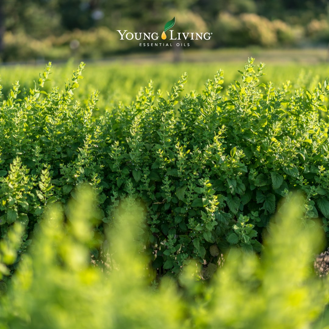 youngliving's tweet photo. Our #YLStMariesLavenderFarm is full of #Melissa's grassy, lemony scent! 🌱 (St. Maries, Idaho) #yleo #seedtoseal https://t.co/57Mc8urDH9