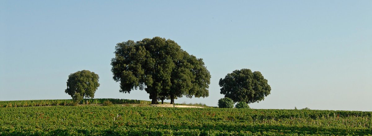 Save the date for a very special masterclass tasting on November 6th 2018 in the morning at @67pallmall in London focusing on #nicolasthienpont wines - with Cyrille &amp; Nicolas Thienpont as Well as David Suire to present you some of the hidden gems of the right bank!