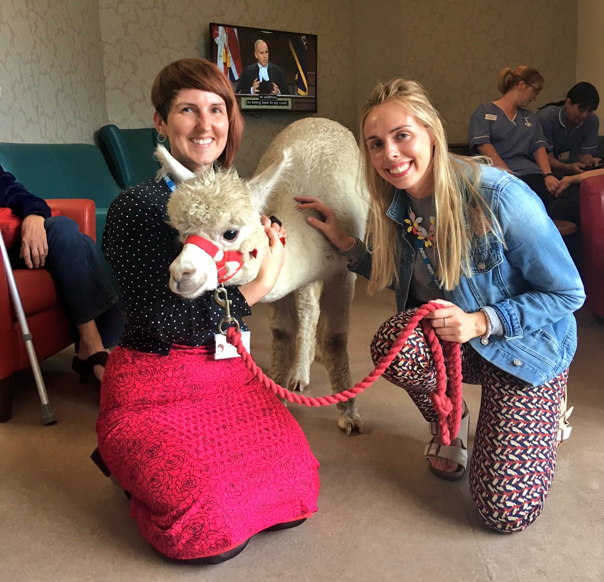 OliviaKidd2's tweet photo. Great fun meeting Twinkle the alpaca at the Ruskin Unit. Patients and staff loved their cuddles with her! Full story coming soon.. #animaltherapy #alternativetherapies #supercute https://t.co/inQ4TcIEIm