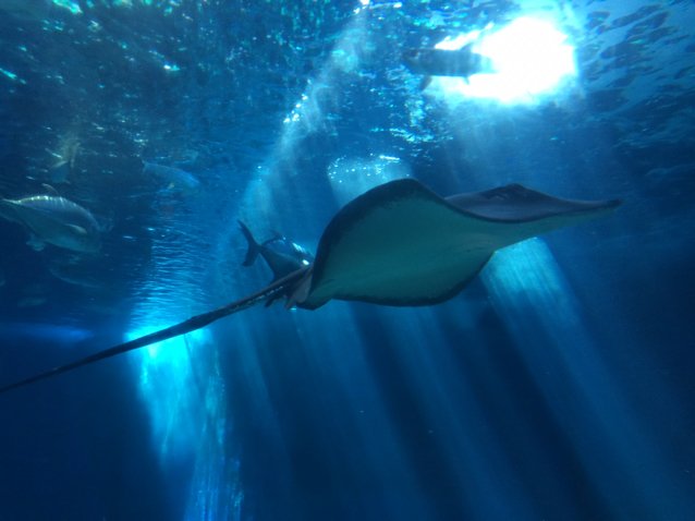 While surfing at the State Park Tuesday, I saw a deer, a rabbit, a turtle, a  manatee, a big stingray &amp; surfed with 3 dolphins! - Paris