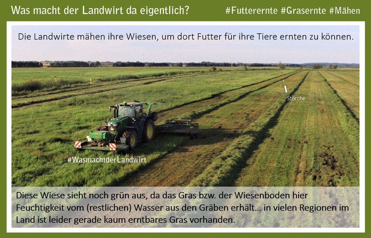 bauern_mv's tweet photo. #Marshmallow-#Ernte??? nein, natürlich nicht. Seht im Beitrag wie unsere Landwirte aktuell Futtergras für ihre Tiere ernten. #Tierfutter #Kuhfutter #Pferdefutter #Heu #Silage https://t.co/o1LobQfneU