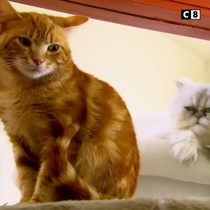 C8 on Twitter "🐱 Découvrez les premiers pas d'un jeune