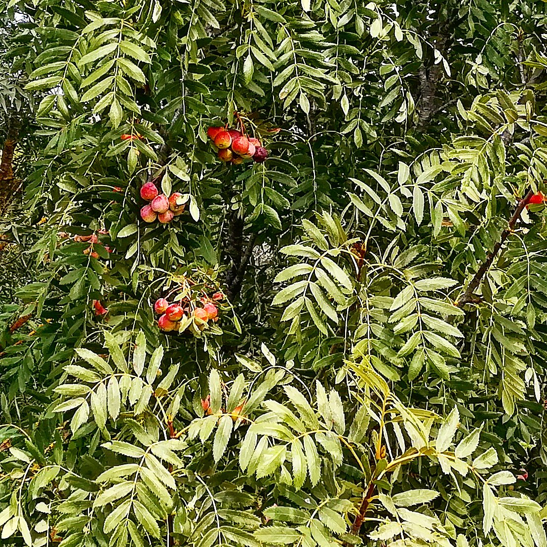 ArassaTRural's tweet photo. Al Mas de l'Arassa, no només van madurant els macabeus i les mores. També ho fan els fruits de la servera.

#masdelarassa #servera #sorbusdomestica

#arassacasarural #rocafortdequeralt #concadebarbera #turismerural #casarural #rutadelcister #GR175 https://t.co/UCJtXeL8VN