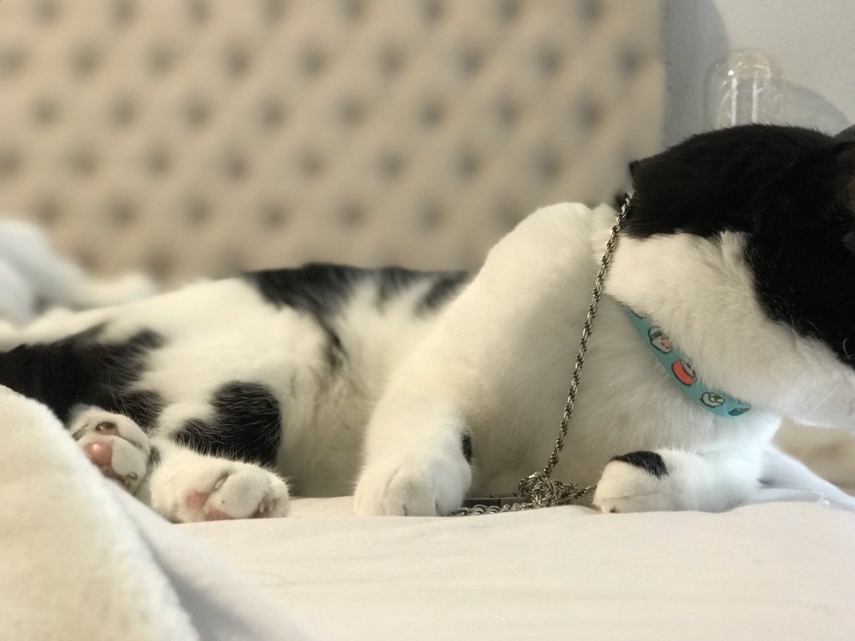 enjoicat's tweet photo. “lookin’ like I’m mofuckin’ 2Chainz, now I got a few thangs, and a couple new things” @yunggravy #catraps #catoftheday https://t.co/mzZNUWdNkS