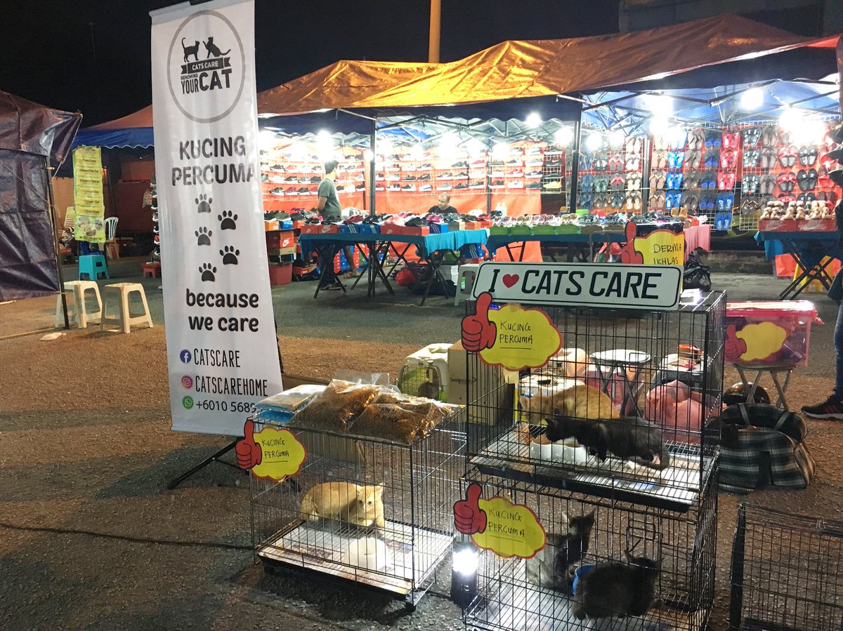 CatsCareHome1's tweet photo. #freeadoption #kucingpercuma #kucingfree https://t.co/2HXOztPQnp